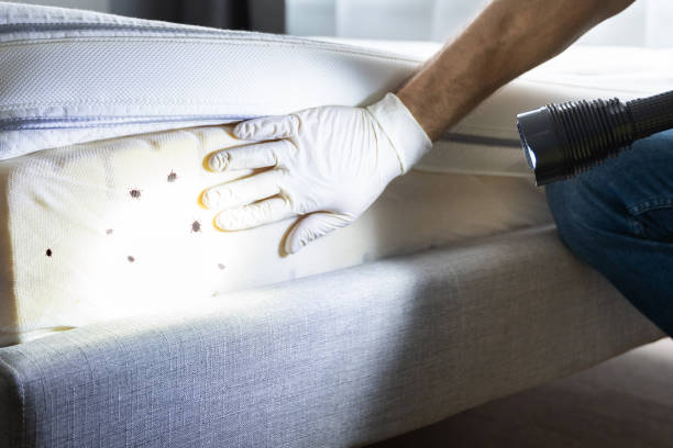 Trusted Carlsbad, NM Pest Control Experts