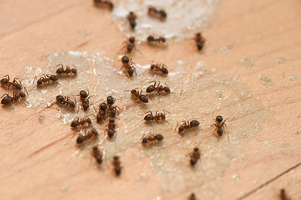 Best Ant Control Services  in Carlsbad, NM
